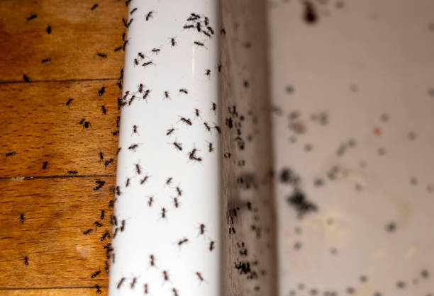 Best Pest Prevention Services  in Portage, PA